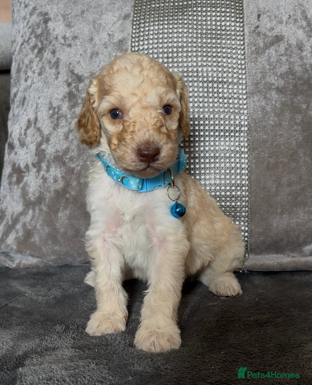Cockapoo dogs for sale: stunning cockapoo puppies  - Image 22