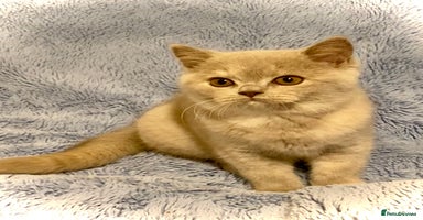 British Shorthair cats Champion line kittens  - Advert 7