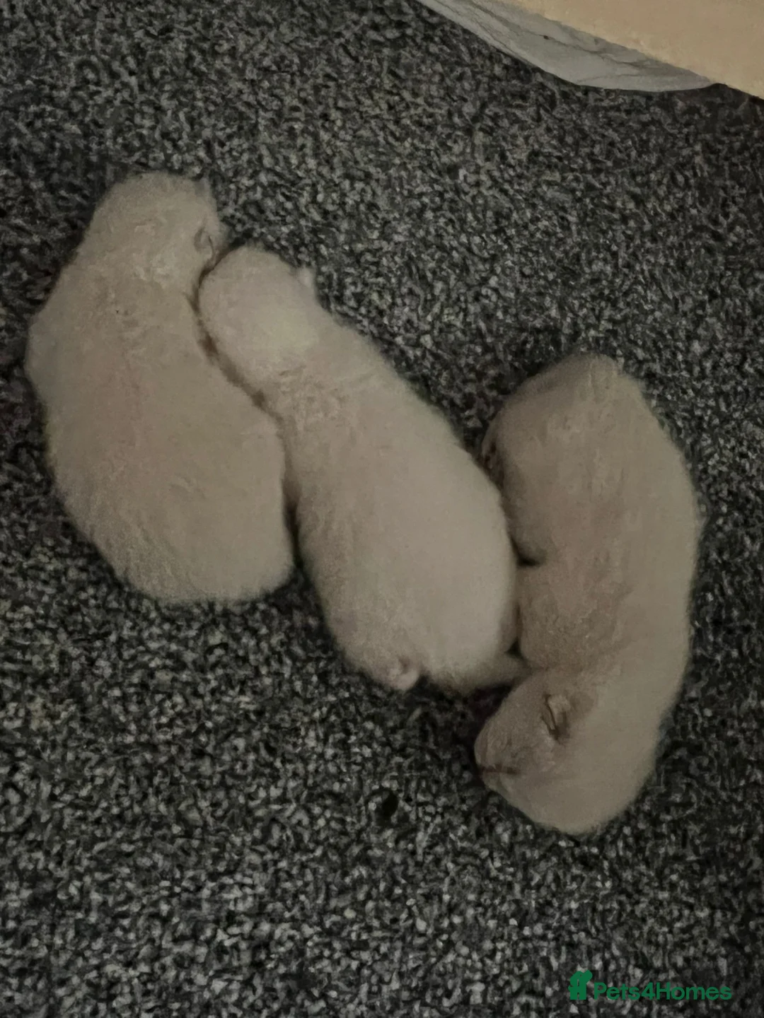 British Shorthair cats for stud: 🐈‍⬛ GIZZY THE STUD 🐈‍⬛ GCCF AND TICA REGISTERED  in Solihull - Advert 15