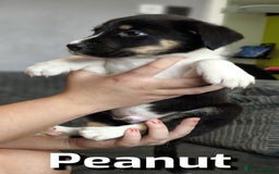 Border Collie dogs for sale: Purebred Border Collie Puppies Tri Intelligent - Image 11