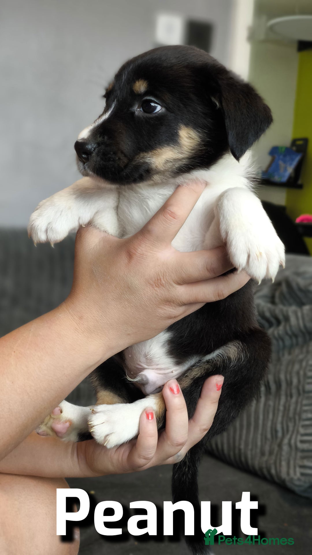 Border Collie dogs for sale: Purebred Border Collie Puppies Tri Intelligent - Image 11