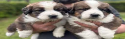 Saint Bernard dogs for sale: Stunning Saint Bernese puppies for sale  - Advert 2