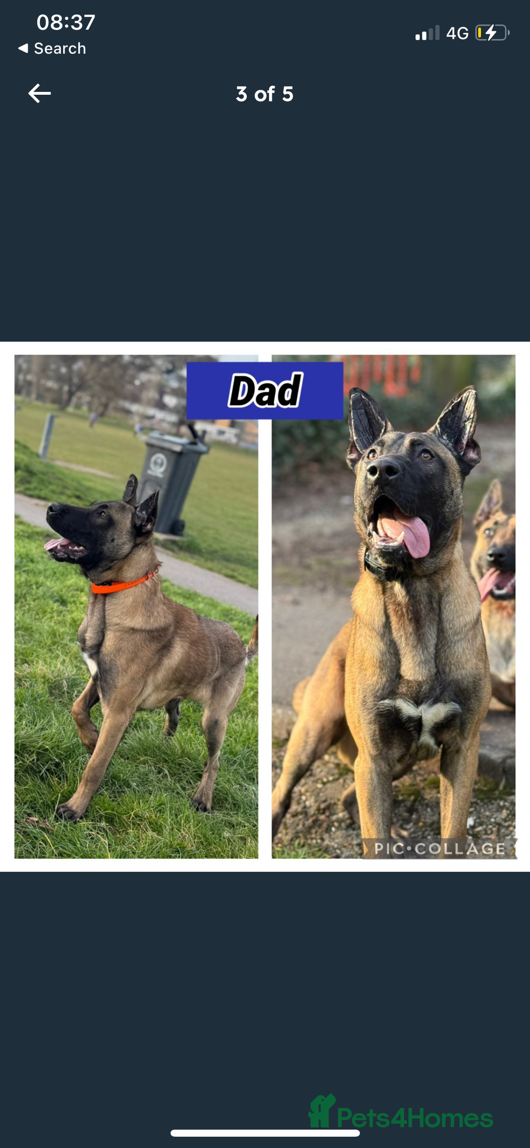 Belgian Shepherd Dog dogs for sale: Lovely Belgian malinois  - Image 5