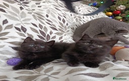 British Shorthair cats for sale: Beautiful kittens - Image 4