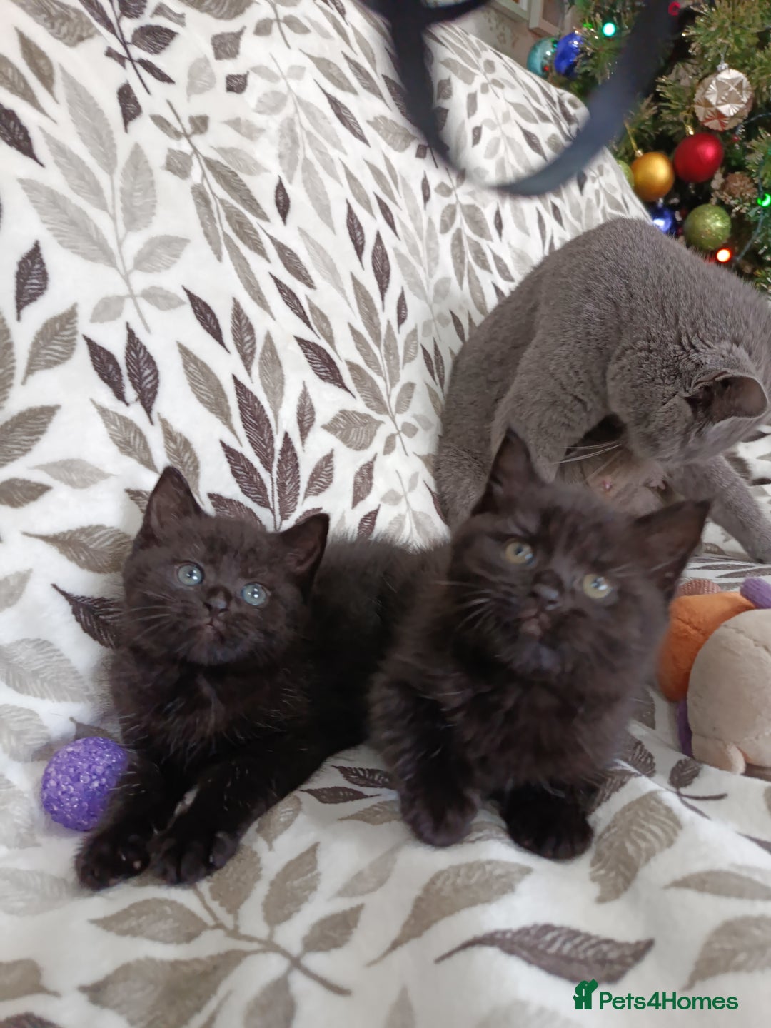 British Shorthair cats for sale: Beautiful kittens - Image 4