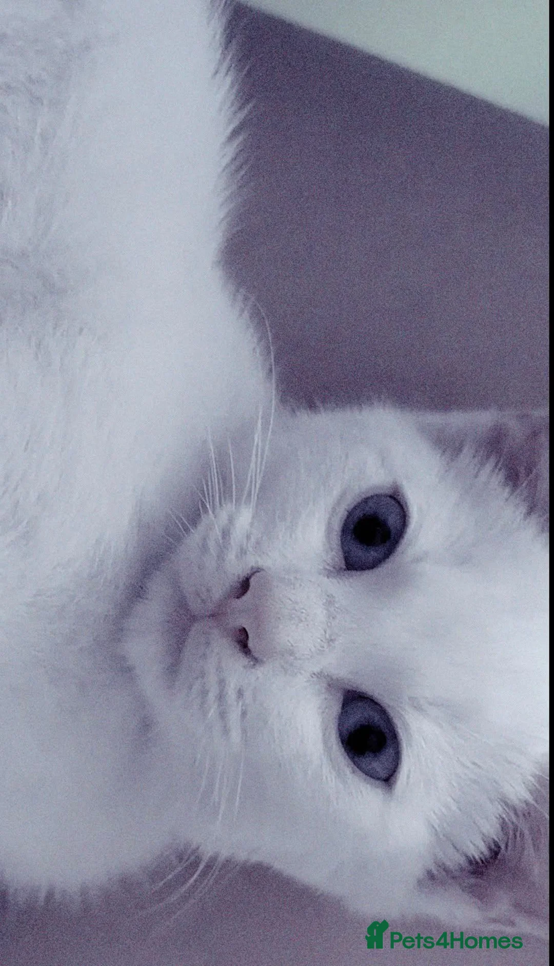 British Shorthair cats for sale: Beautiful blue eyes pure white boy in London - Advert 2