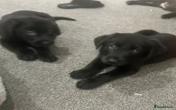 Mixed Breed dogs for sale: 6 lab cross german shepherd beautys - Image 1