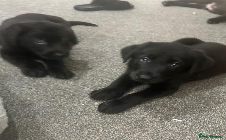Mixed Breed dogs - Advert 2