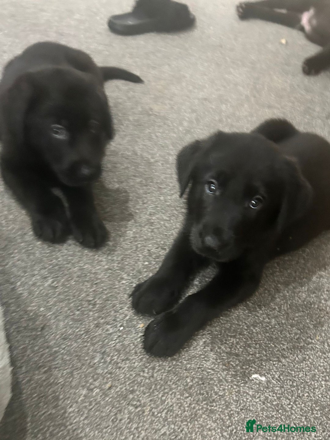 Mixed Breed dogs for sale: 6 lab cross german shepherd beautys - Image 1