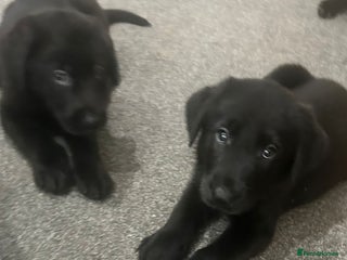 Mixed Breed dogs - Advert 9