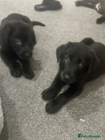 Mixed Breed dogs - Advert 2