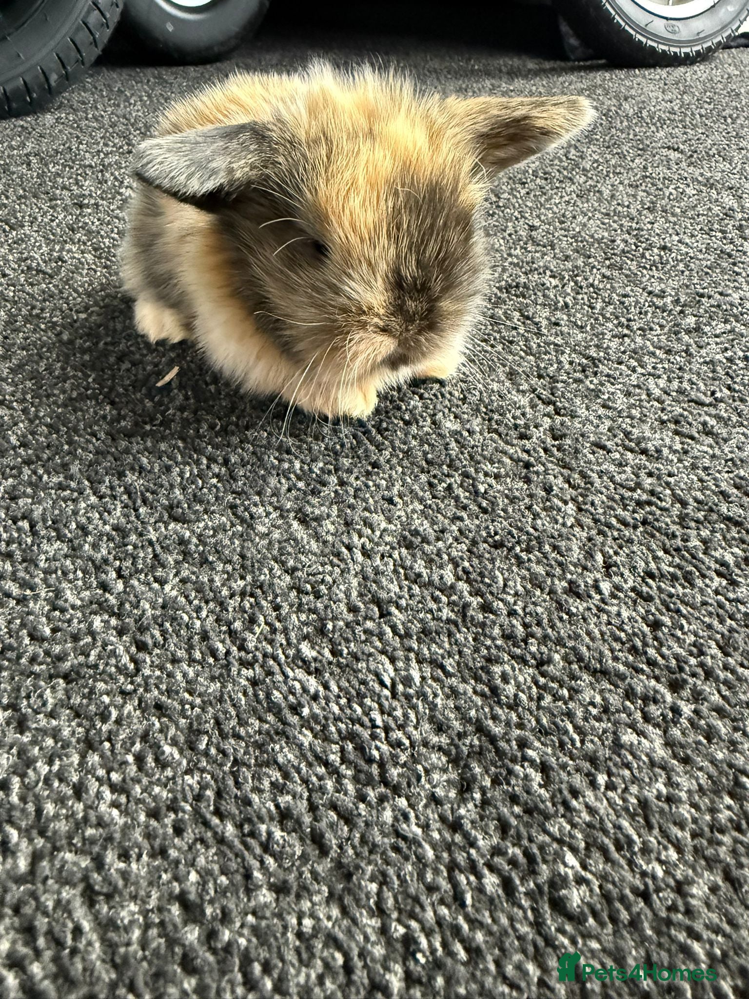 Mini Lion Lop rabbits Mini lion lops  - Advert 1