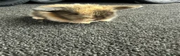 Mini Lion Lop rabbits for sale: Mini lion lops  - Advert 1