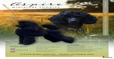 Miniature Poodle dogs - Advert 9
