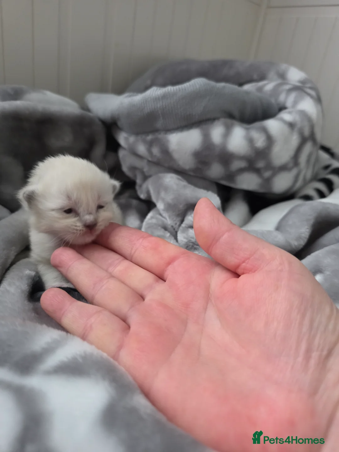 Ragdoll cats for sale:  Ragdoll Kittens♥️Reservation Open! 🐱❣️ - Advert 9