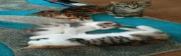 Mixed Breed cats for sale: Kittens for sale - Advert 19