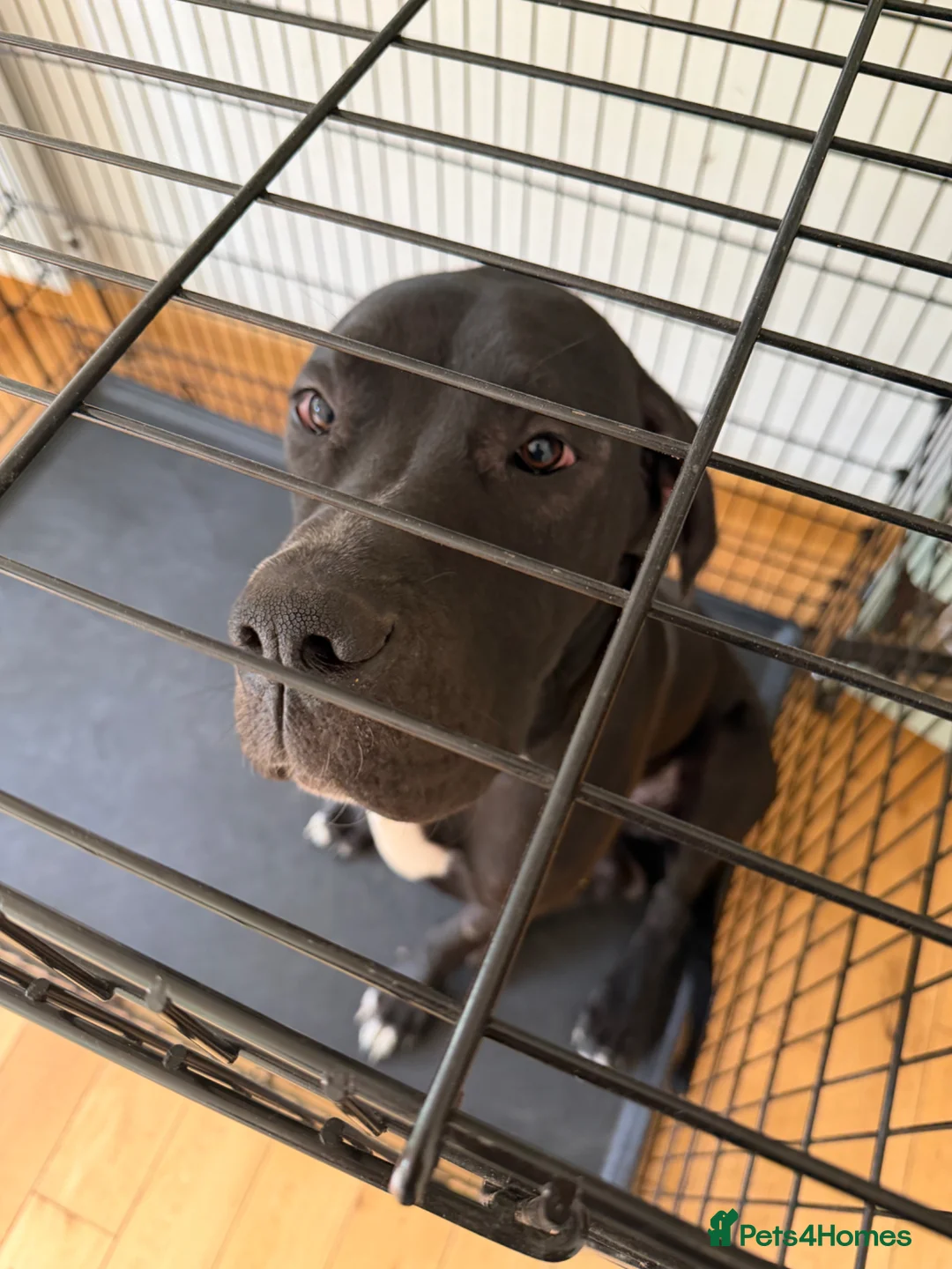 Great Dane dogs for sale: KC Beautiful male Great Dane - Advert 2