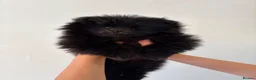 Pomeranian dogs for sale: Beautiful Pomeranian Puppies - Advert 12