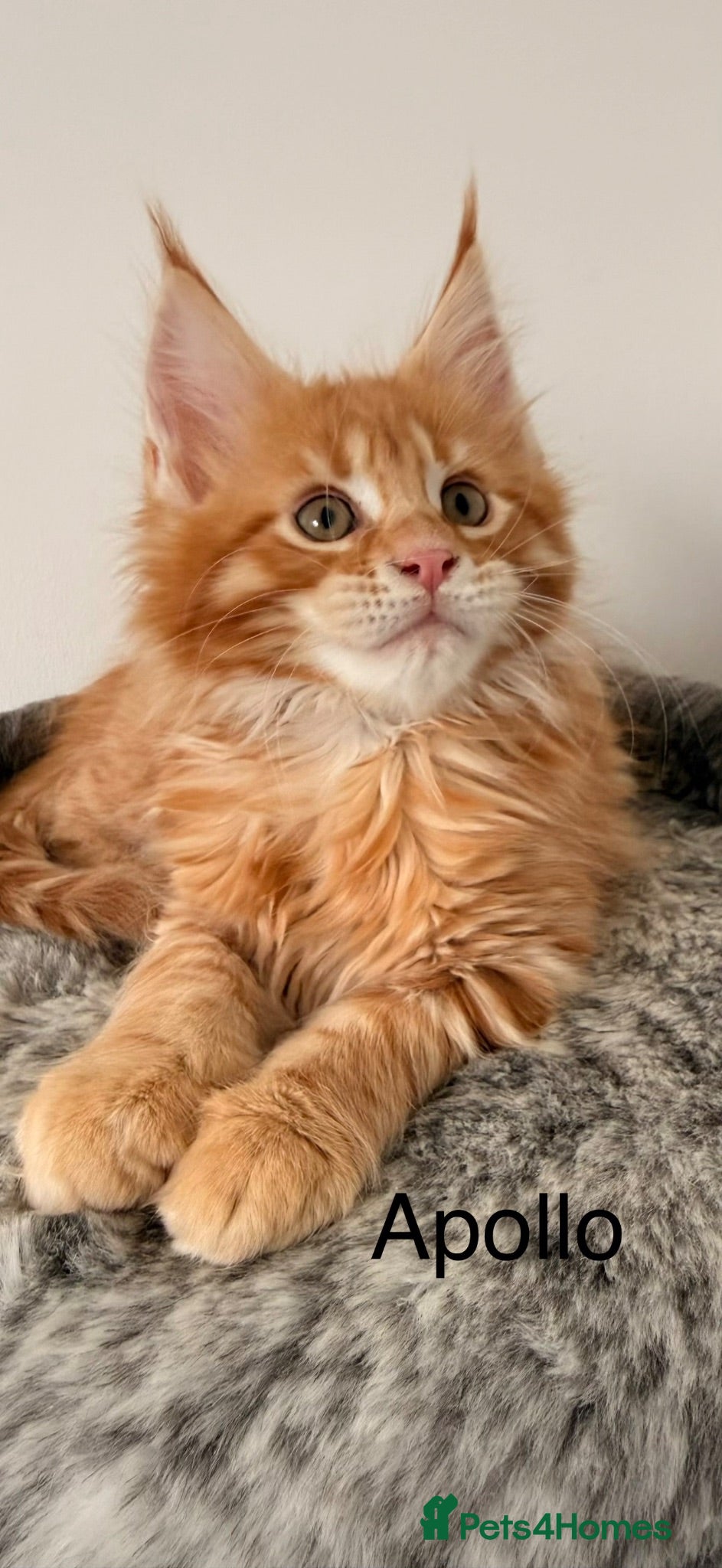 Maine Coon cats 🐾 Georgous TICA Maine Coon Kittens🐾 - Advert 1