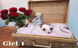 Border Collie dogs for sale: **Rare sable and white Border Collie puppies.** - Image 4