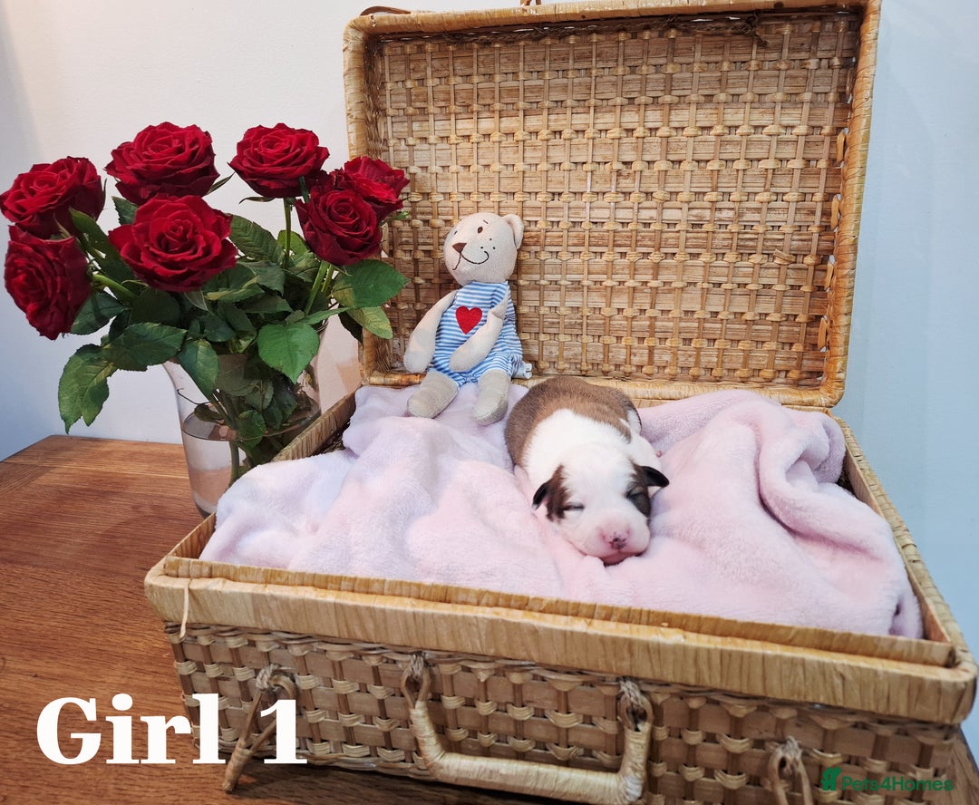 Border Collie dogs for sale: **Rare sable and white Border Collie puppies.** - Image 4