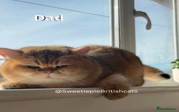 British Shorthair cats for sale: TICA Reg Beautiful Golden & Golden Tabby Bsh  - Image 2