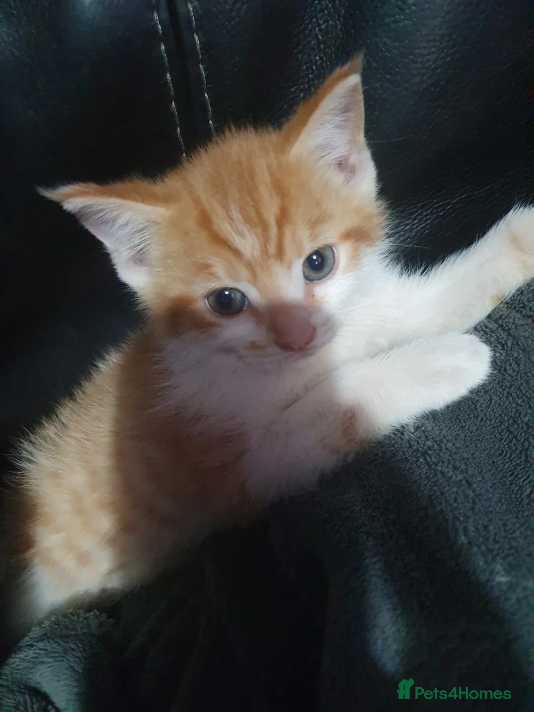 British Shorthair cats for sale: Stunning Kittens Ready For Forever Homes  - Advert 22