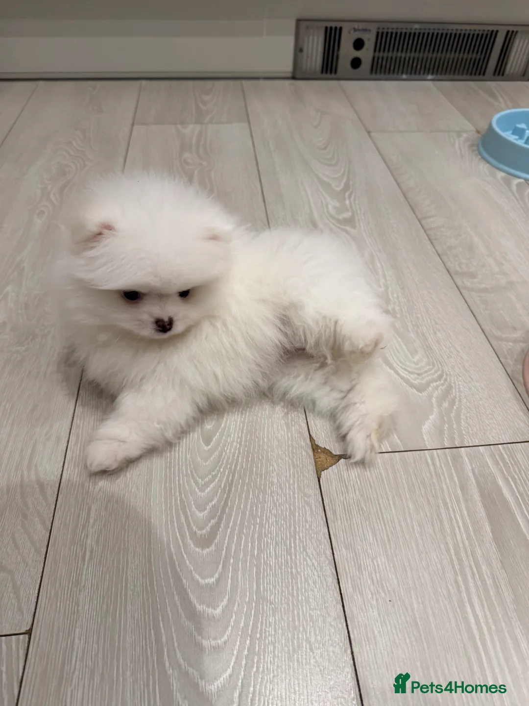 Pomeranian dogs for sale: 1 white pure bred pomerainian puppy left! - Advert 4