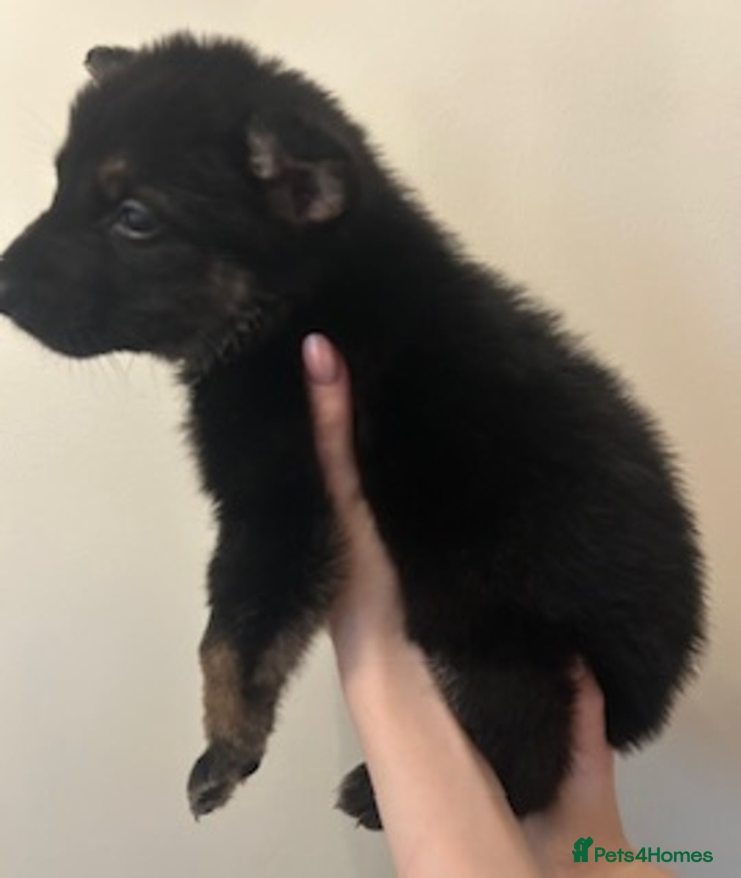 German Shepherd dogs for sale: Adorable litter of 6 puppies  - Advert 13
