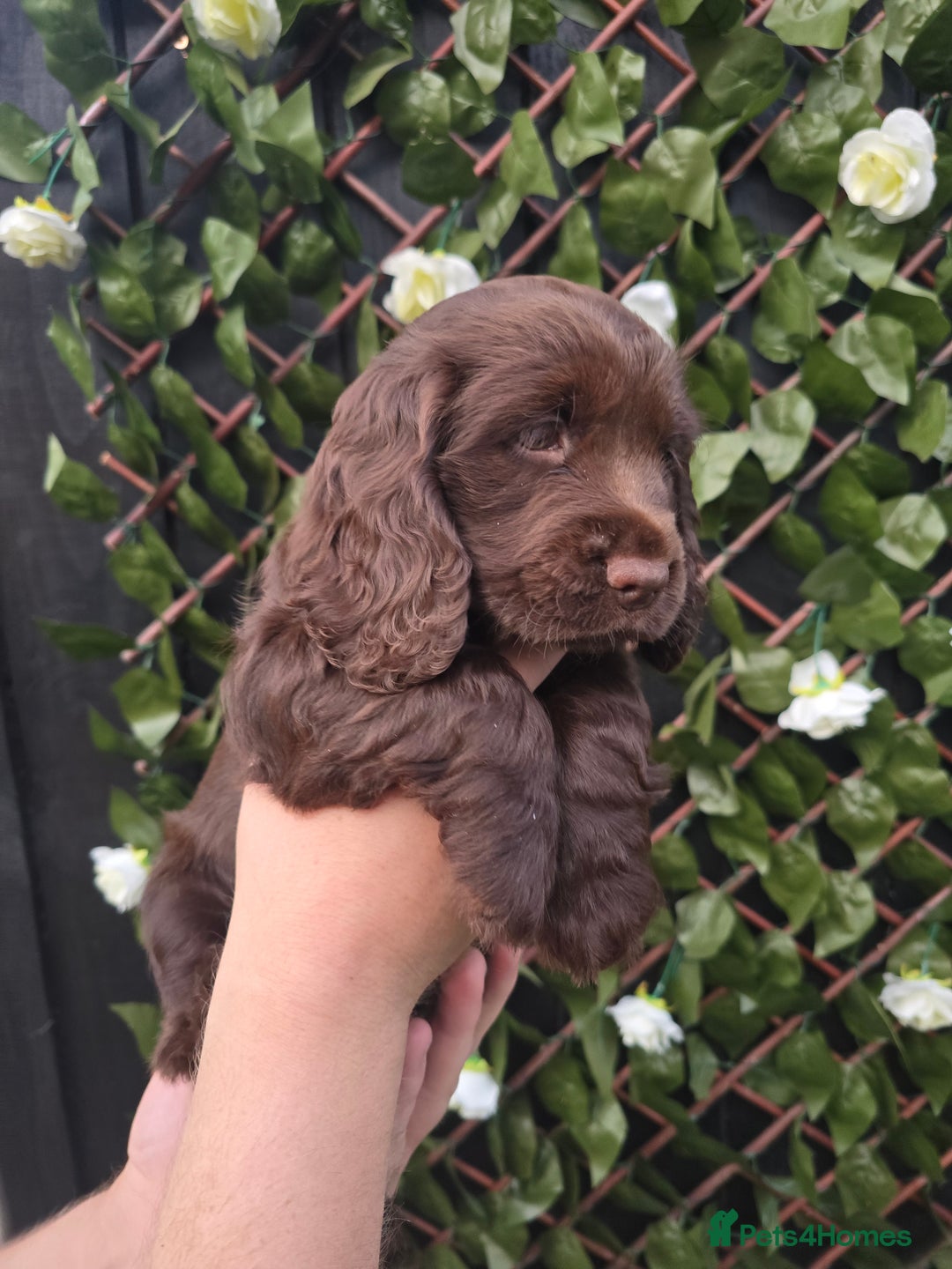 Cocker Spaniel dogs for sale: Show type x working cocker spaniel - Image 2