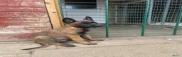 Belgian Shepherd Dog dogs for sale: 4 BELGIAN MALINOIS PUPPIES AVAILABLE - Advert 4