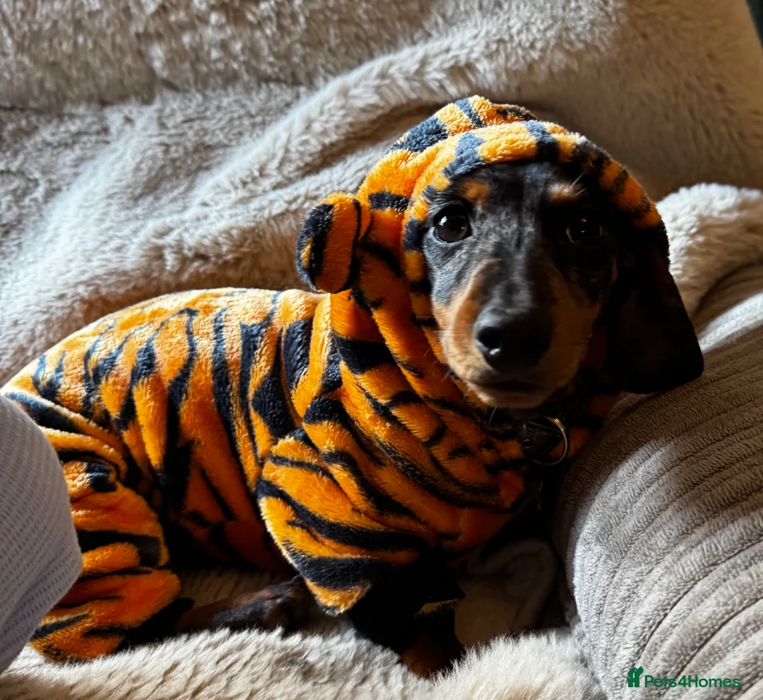 Dachshund dogs for sale: Gorgeous very small miniature dachshund  - Advert 2