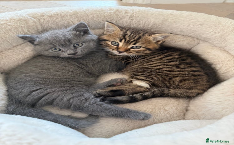 British Shorthair cats - Advert 7