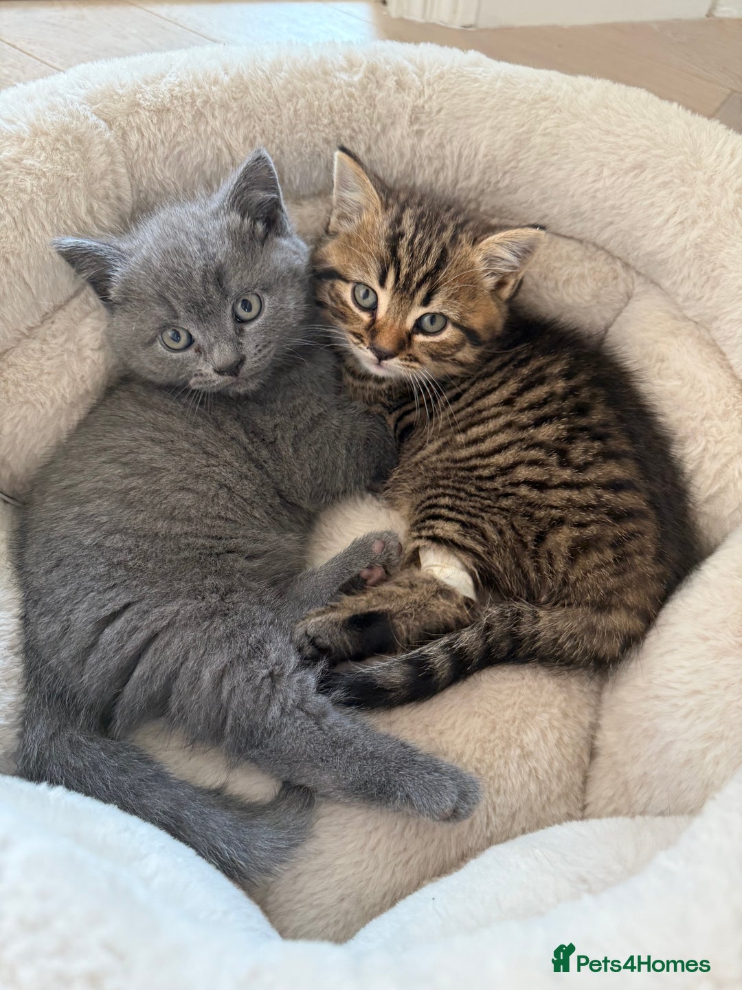 British Shorthair cats for sale: Grey and Tica Boys ready for home  - Image 1