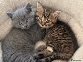 British Shorthair cats for sale - Advert 1