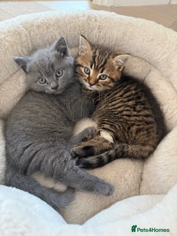 British Shorthair cats - Advert 8