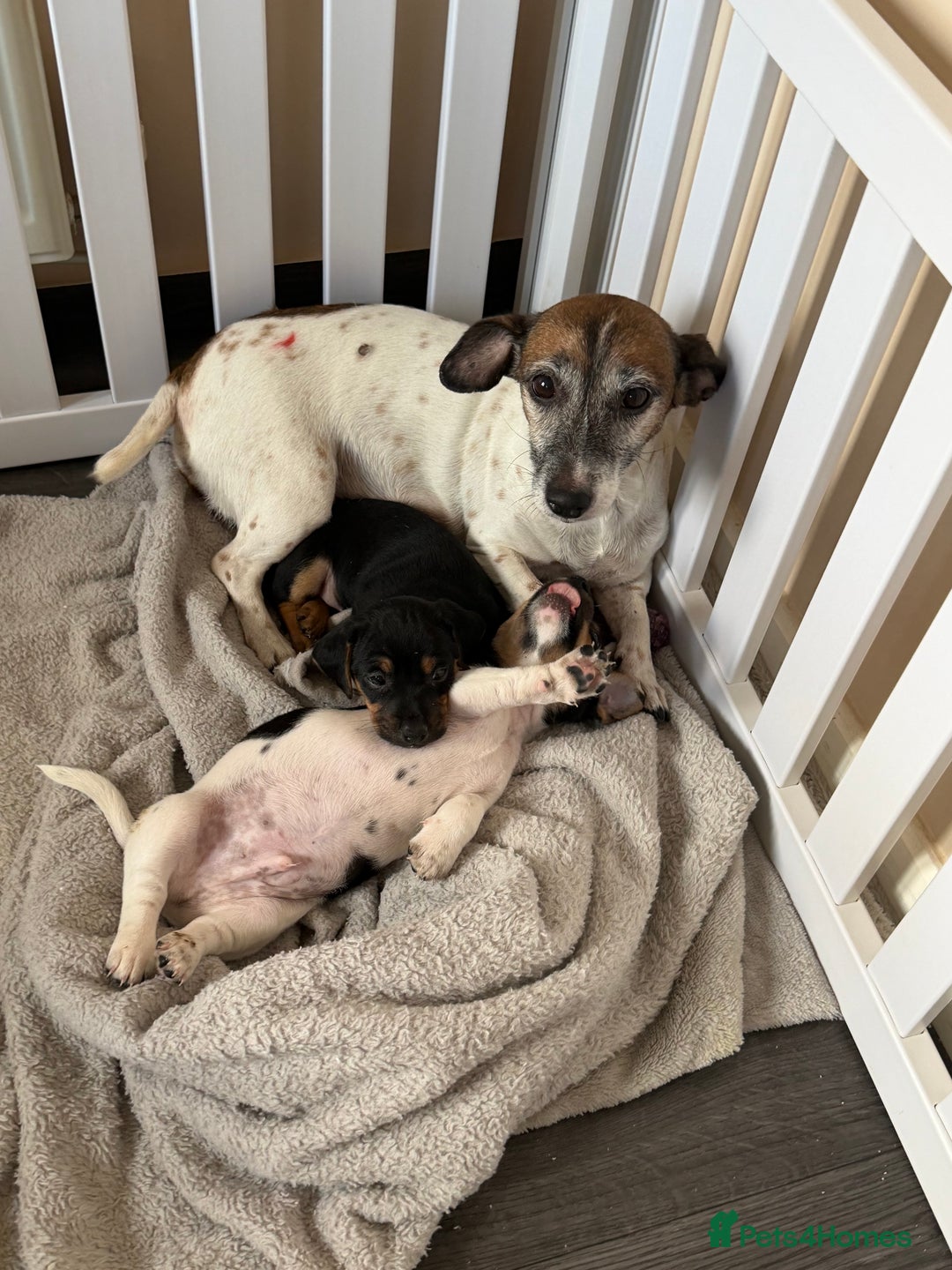 Jack Russell dogs for sale: 2 Jack Russell Puppies READY TO GO - Advert 3