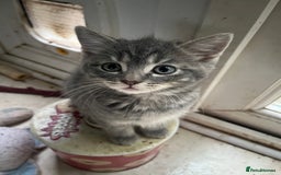 Mixed Breed cats for sale: Beautiful 1/2 Russian blue kittens  - Image 3