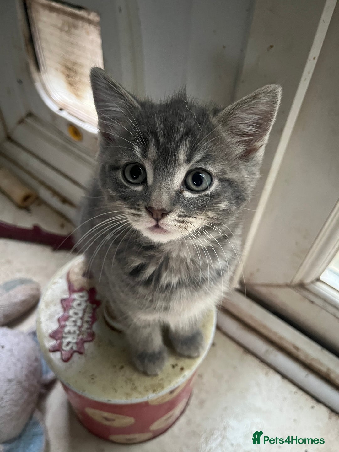 Mixed Breed cats for sale: Beautiful 1/2 Russian blue kittens  - Image 3