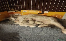 Ragdoll cats for sale: Pure bred ragdoll kittens  - Image 3