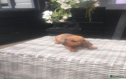 Dachshund dogs for sale: Ready now 5 miniature dashound    - Image 15