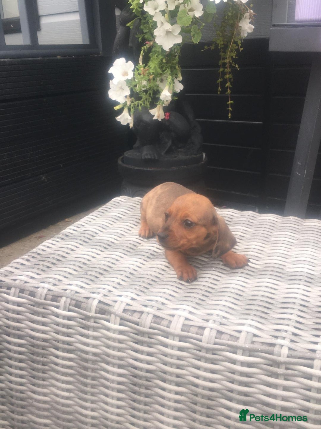 Dachshund dogs for sale: Ready now 5 miniature dashound    - Image 15
