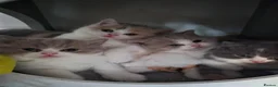 British Shorthair cats for sale: From GCCF Pedigree Parents, gorgeous BSH Kittens  in Bromley - Advert 3