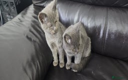 Russian Blue cats for sale: Pure Russian Blue kittens  - Image 5