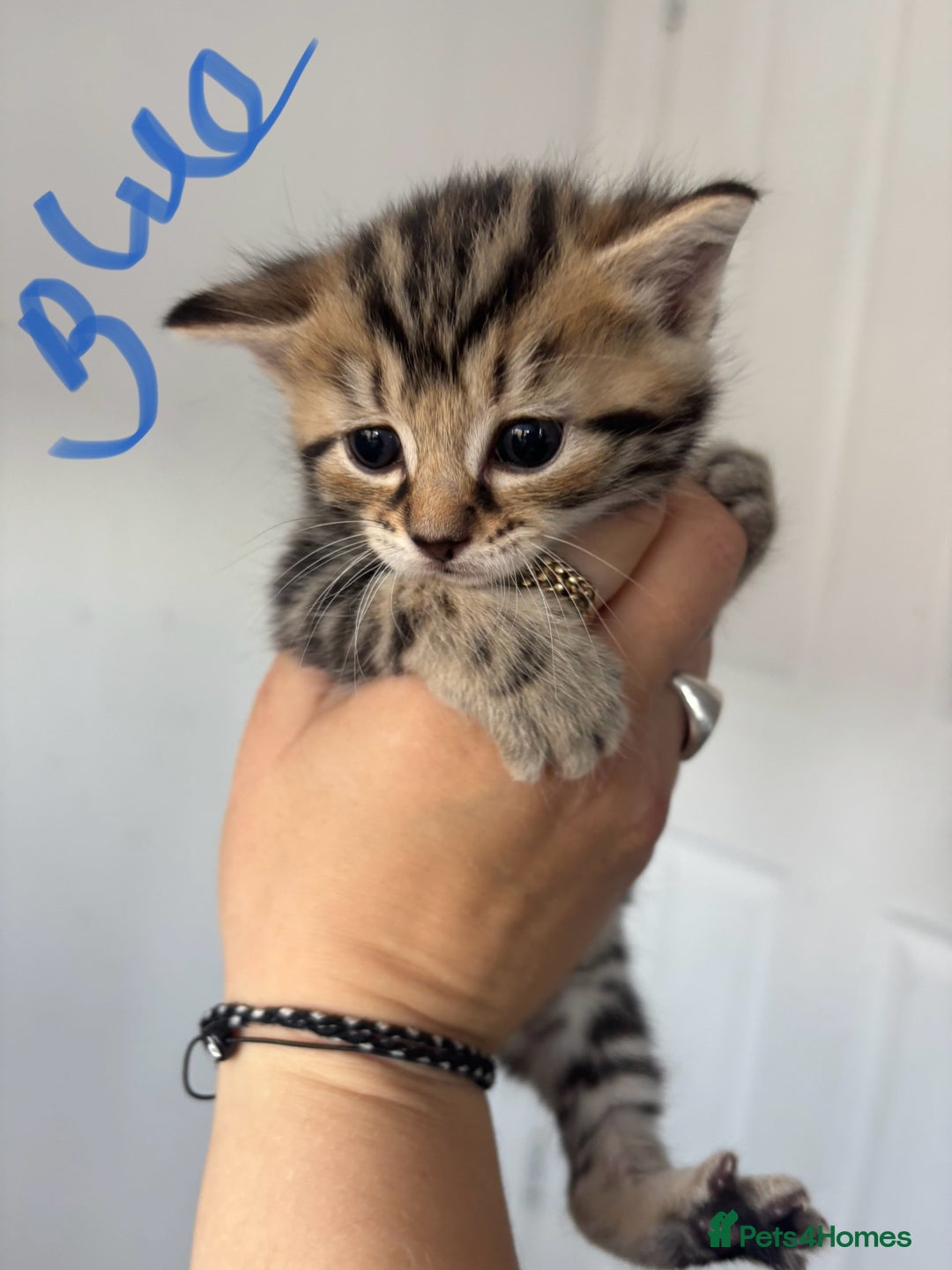 Maine Coon cats for sale: 1/4 mainecoon - Image 12