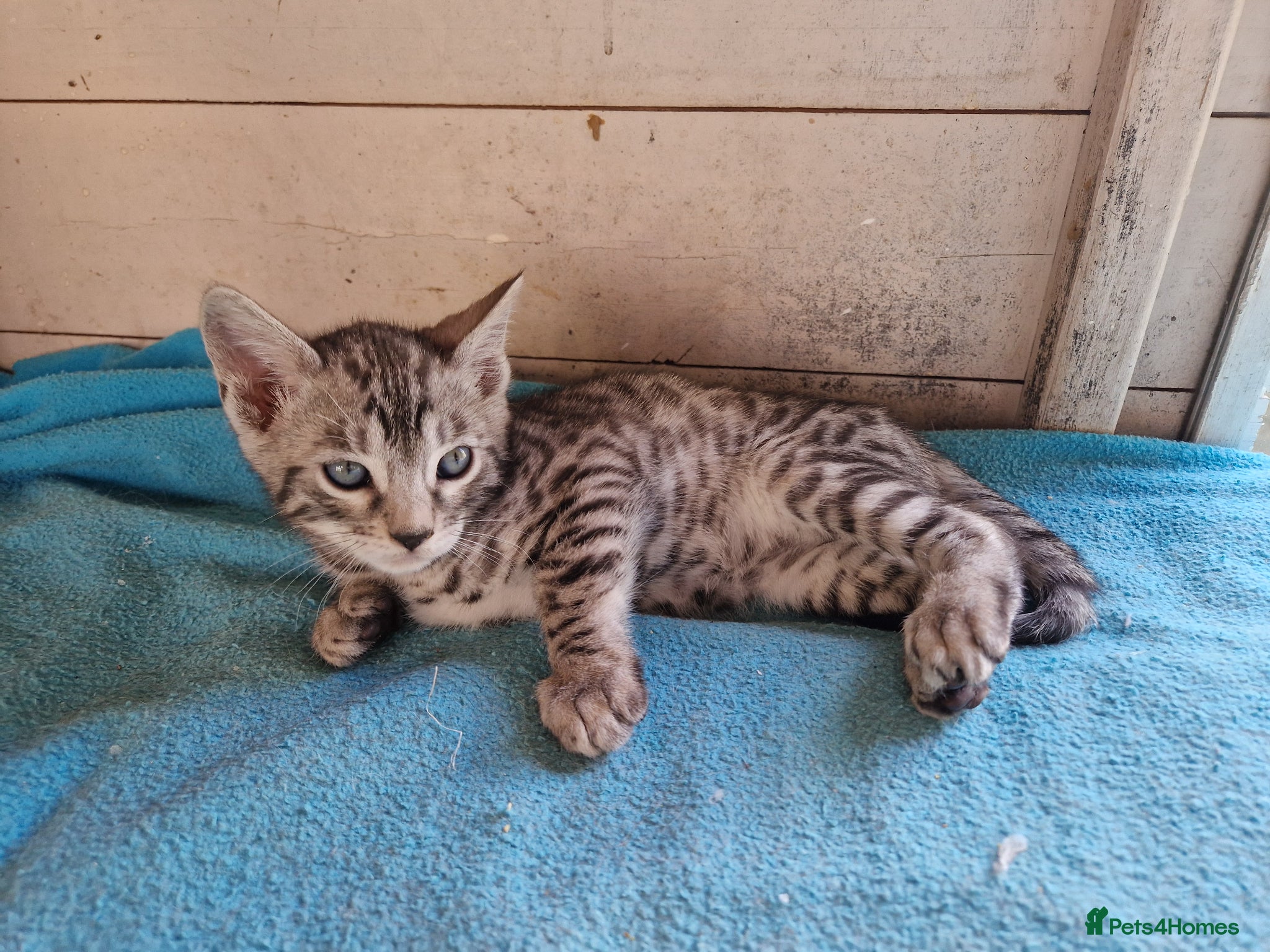 Mixed Breed cats for sale: 7/8ths Bengal, 1/8th Siamese kittens  - Advert 19