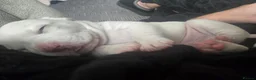 Mixed Breed dogs for sale: Frenchie/collie-spaniel mix - Advert 16
