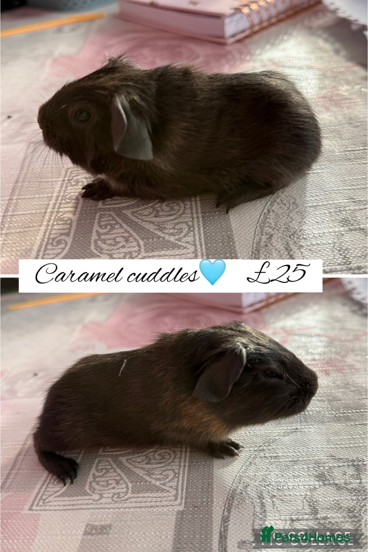 Guinea Pig rodents Pet guinea pigs  - Advert 6