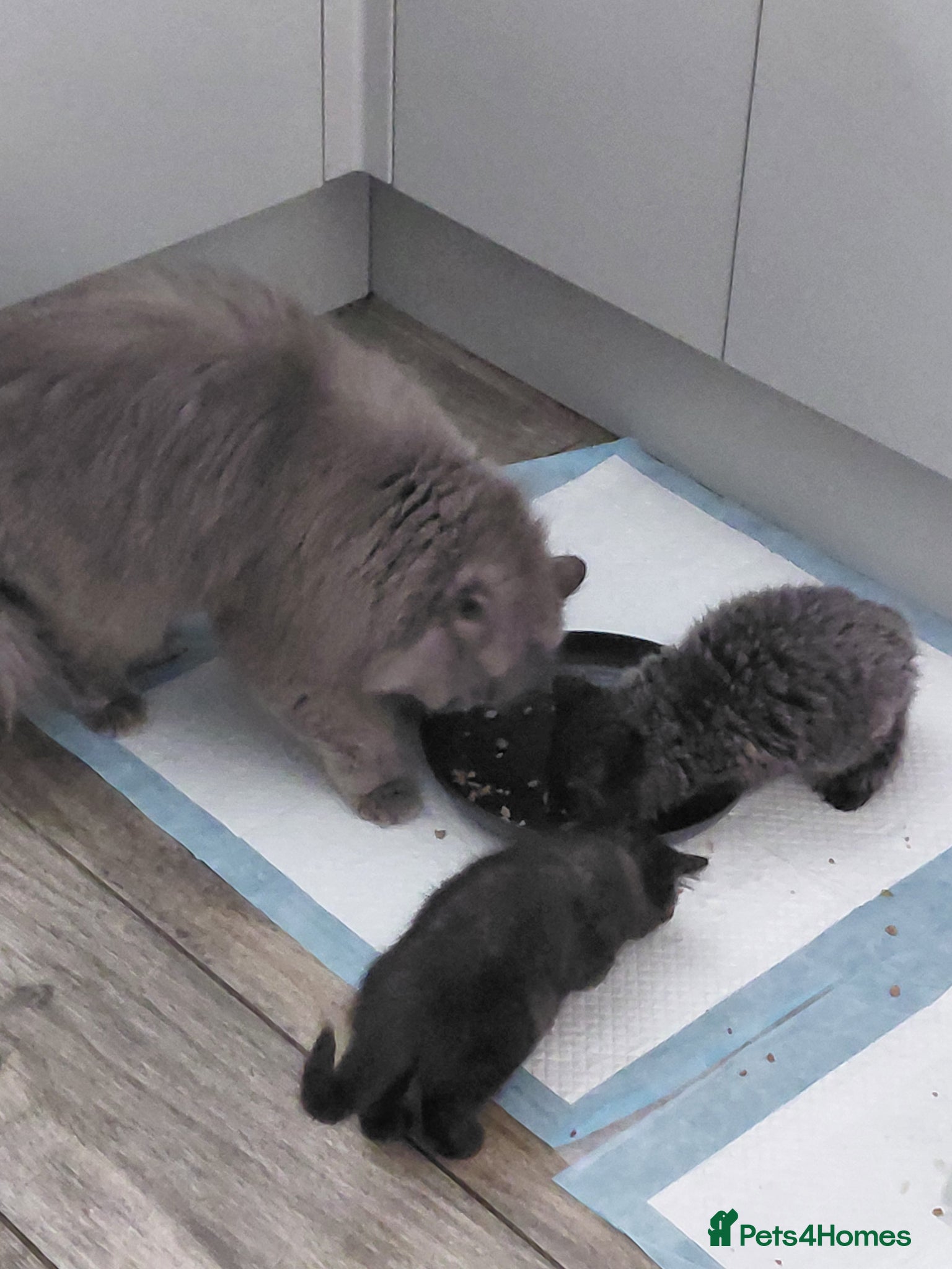 British Longhair cats for sale: 2 longhair 1 short chocolate boys  - Advert 1