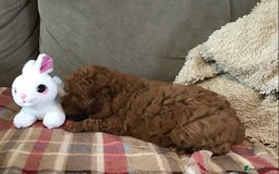 Cockapoo dogs for sale: ADORABLE SMALL MINIATURE F1B COCKAPOO PUPPIES - Image 5